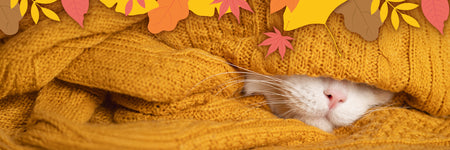 Die schönsten Herbst-Liebesromane: Herbstküsse & Lesetipps